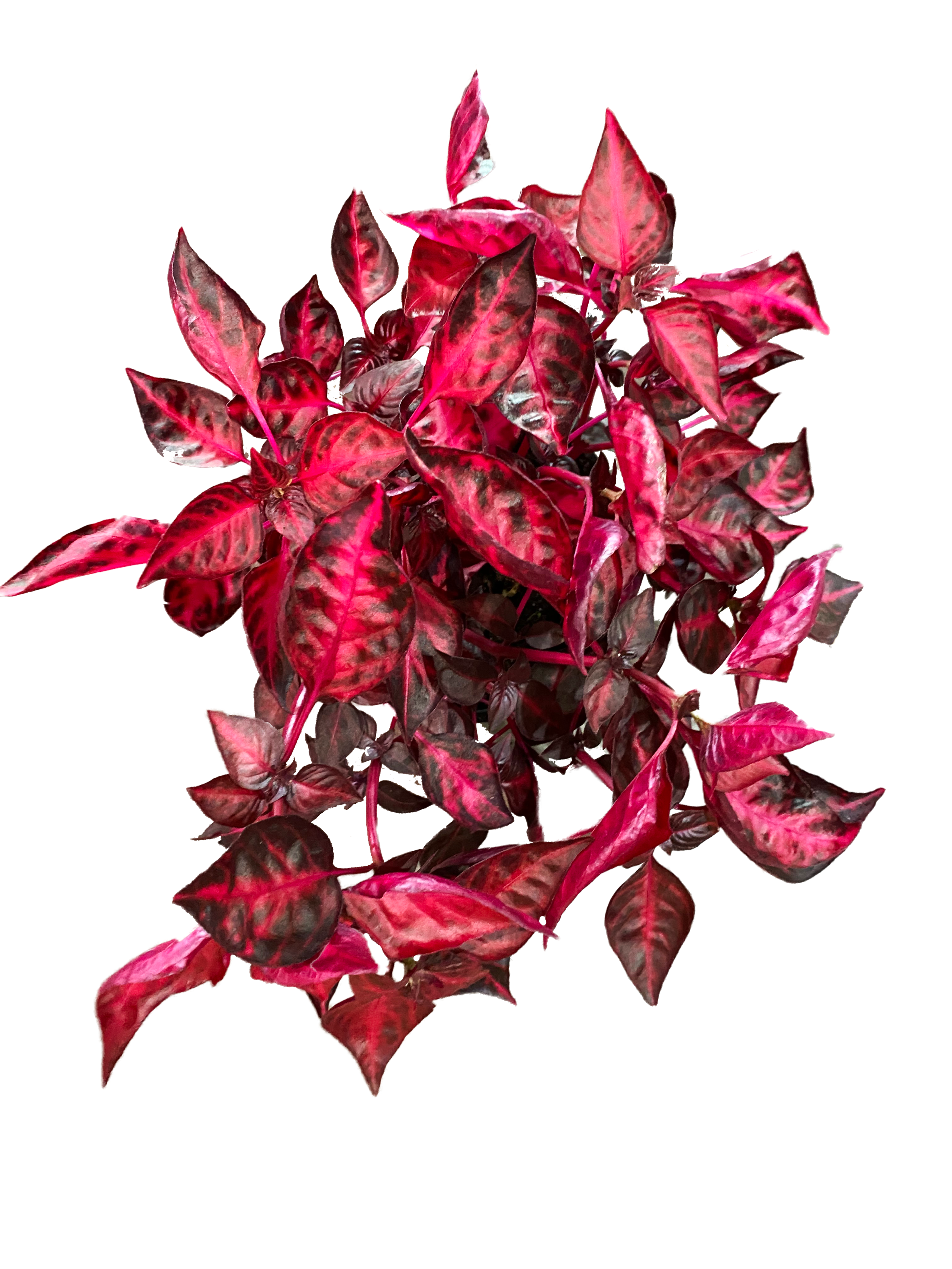 Ufooro Purparblack Greebblue Red Charm Flower Zircon 